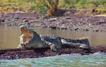 big-nile-crocodile-chamo-lake-falls-ethiopia